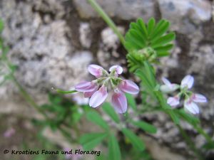 SecuCret Blü1 Zab 160515 8679.jpg