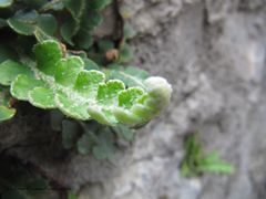 Junges Blatt mit noch eingerollter Spitze