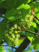 Acer pseudoplatanus Linné, 1753 - Bergahorn, gorski javor. Fundort: Köfering 05/2012, Giftpflanze , Zierpflanze, Baum