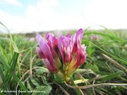 Französischer Tragant, kozlina ranocvjetni. Fundort: Vir 10/2012, Heilpflanze