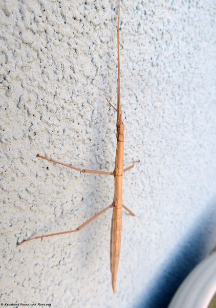 Datei:Bacillus rossius Rossi, 1788 Vir 180223 10948 txt.jpg