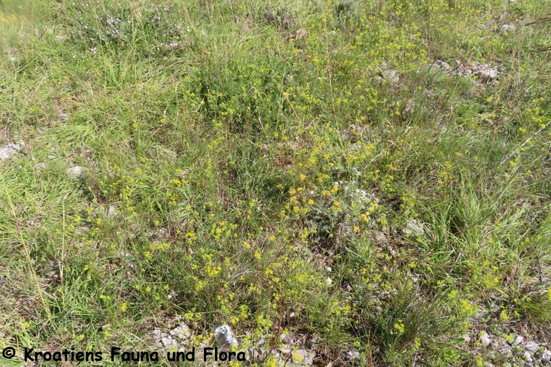 Datei:Bupleurum veronense Turra, 1780 Vir 240614 8088.JPG