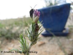 Eine Larve attackiert die Puppe eines Marienkäfers, Vir 06/2016