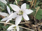 Colchicum hungaricum Janka, 1886 - Ungarische Zeitlose, madžarski mrazovac. Fundort: Sveti Juraj 01/2014. Zierpflanze, Giftpflanze