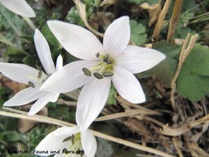 Colchicum hungaricum albiflorum Janka, 1886 SvJu 140104 0079.jpg