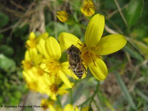 ErisTaen Vir 151205 2863.jpg