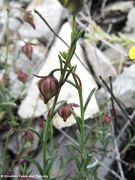 Knospe, Senj 05/2013