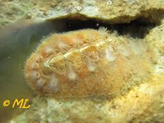Acanthochiton crinita Pennant, 1777, Vir 2013