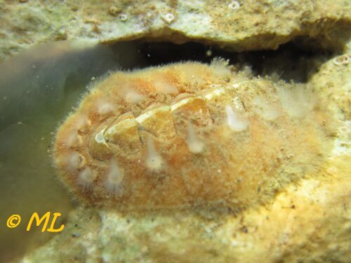 UNO World Oceans Day 2.jpg