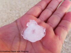 27.11.2021 - Monsieur Jugo übertreibt es