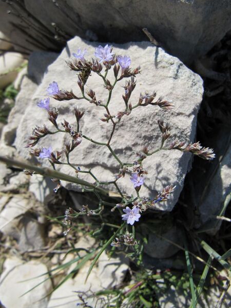 Datei:9 Limonium cancellatum Kuntze, 1891 Vir 100914 48 D.jpg