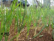 Allium fistulosum Linné, 1753 - Winterzwiebel, Vir 01/2013