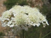 Bunium bulbocastanum Linné, 1753 - Erdkastanie, koparac Vir 05/2012