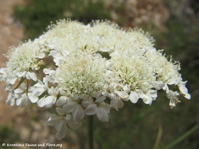 BunBulb Vir 120520 237.jpg