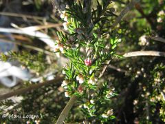 Knospe, Otok Vir 02/2015