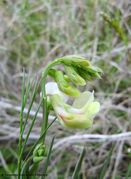 Kurz vor dem Aufblühen, Vir 04/2015