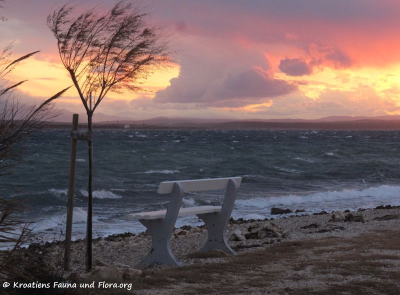 Datei:Orkanska 151210 2896.jpg