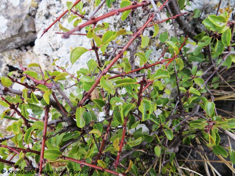 Datei:Prunus mahaleb Linné, 1753 Brib 191031 2067.JPG