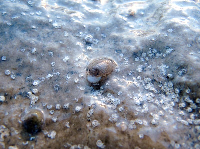 Datei:Sphaeroma serratum Fabricius, 1787 Vir 121124 3499.jpg