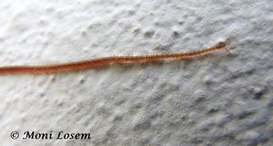 StigGrac Zeč 150505 0508.jpg