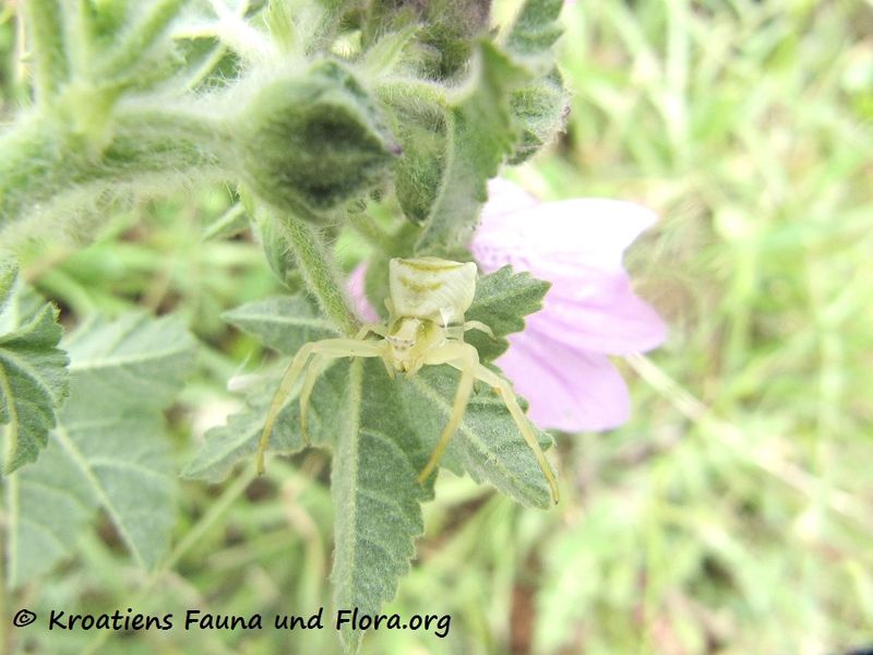 Datei:Thomisus onustus Walckenaer, 1806 Vir 140503 2889.jpg