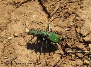 CicindelCampe Vir 170409 7065 d.jpg