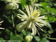Clematis vitalba Linné, 1753 - Gewöhnliche Waldrebe, obična pavitina. Fundort: Bayern – Bad Abbach 07/2012, Giftpflanze , Früher Heilpflanze