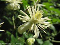 Clematis vitalba Linné, 1753 - Gewöhnliche Waldrebe, obična pavitina. Fundort: Bayern – Bad Abbach 07/2012, Giftpflanze , Früher Heilpflanze