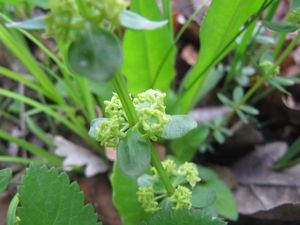 CruciGlab Ribn 160423 8504.jpg