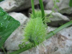 Frucht, Bokanjac 10/2015