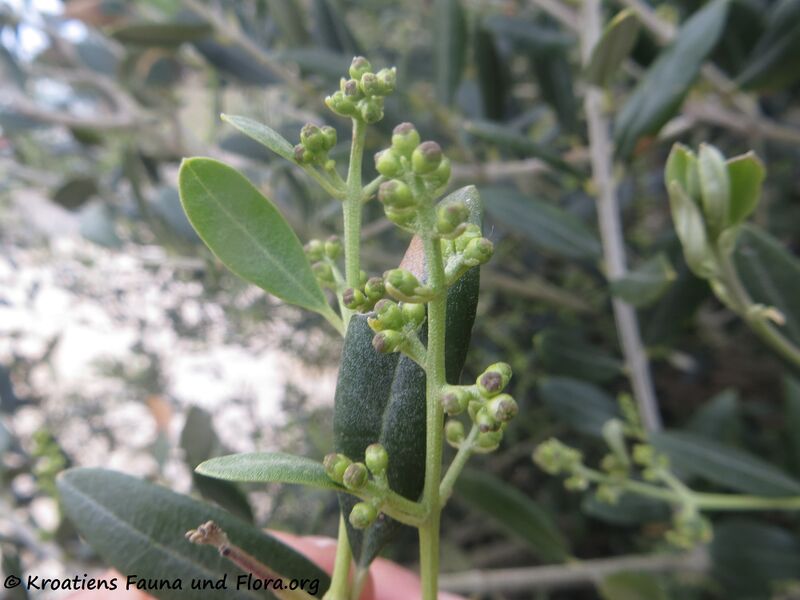 Datei:Olea europaea Linné, 1753 Vir 200421 429.JPG