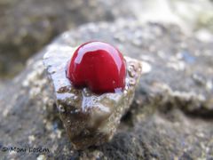 Habitus, Vir 09/2012