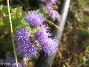 Ageratum houstonianum Miller, 1768 - Leberbalsam, meksička plavuša. Fundort: Nin 10/2015, Invasive Pflanze