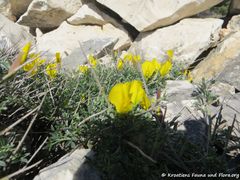 Otok Pag, D 106 bei Šimuni 03/2019