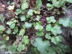 Regensburg-Stadtpark 10/2012