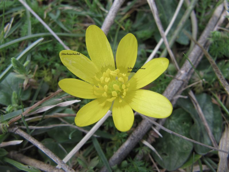 Datei:Fica ver Zad 130329 0494 txt.jpg