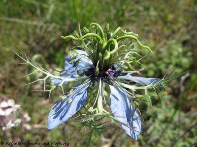 NigellaDamasc Vir 130518 1885.jpg