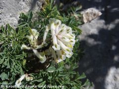 Vidikovac Kamenjak 03/2019