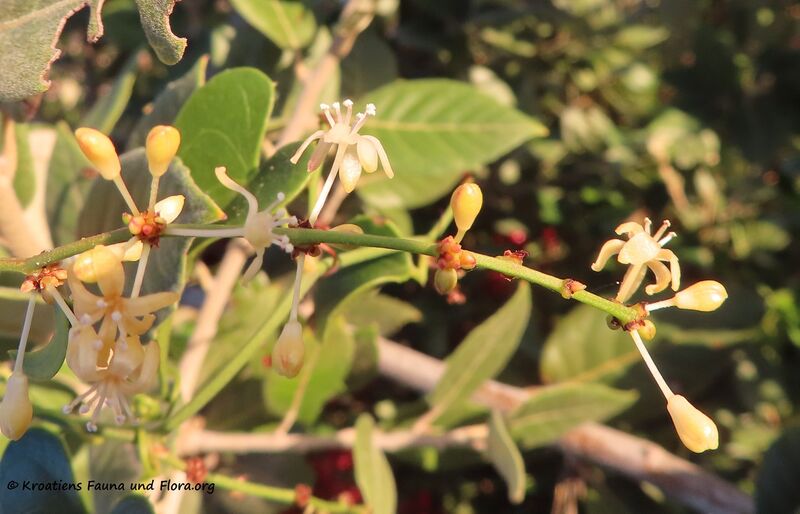 Datei:Smilax aspera Linné, 1753 Vir 201109 1613 d.jpg