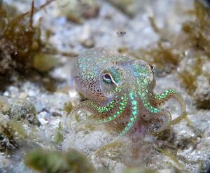 210116 Sepiola rondeleti Bibinje 1.jpg