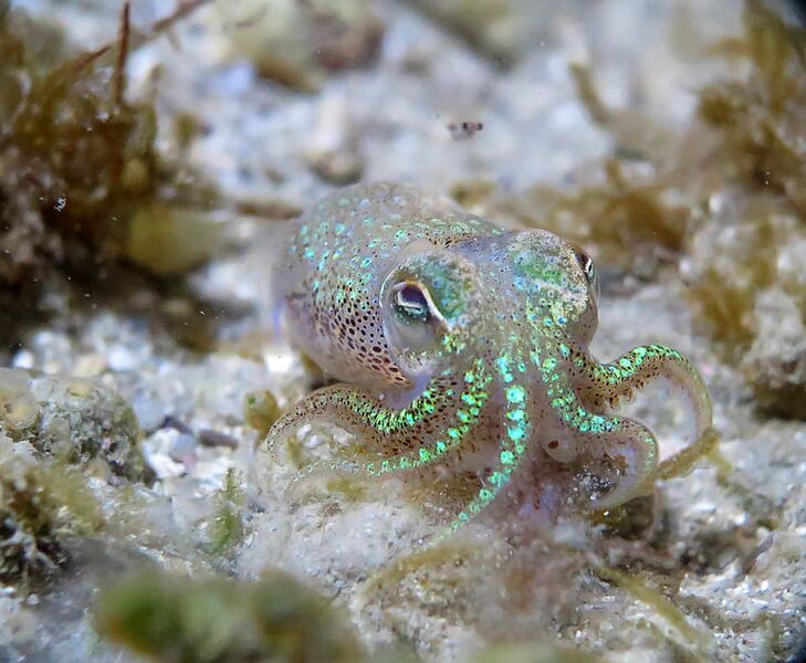 Datei:210116 Sepiola rondeleti Bibinje 1.jpg