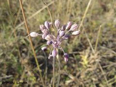 Fruchtende Pflanze, Križ 08/2013