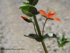 Die Blüten sind lang gestielt, Vir 04/2013