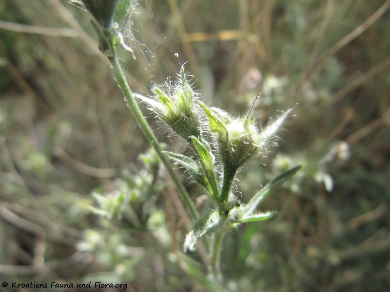 Datei:Convolvulus cantabrica Linné, 1753 PeruBenko 170613 8182.jpg