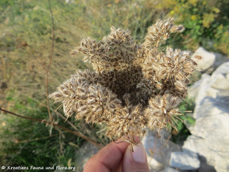 Datei:Daucus carota ssp mari Vir 181020 15423.jpg