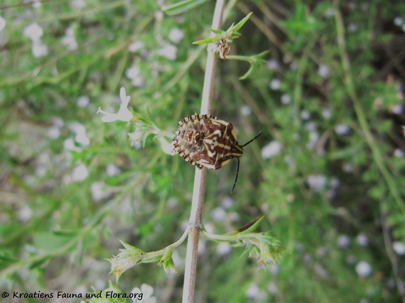 Datei:Graphosoma lineatum Linné, 1758 Zad 120915 2627.jpg