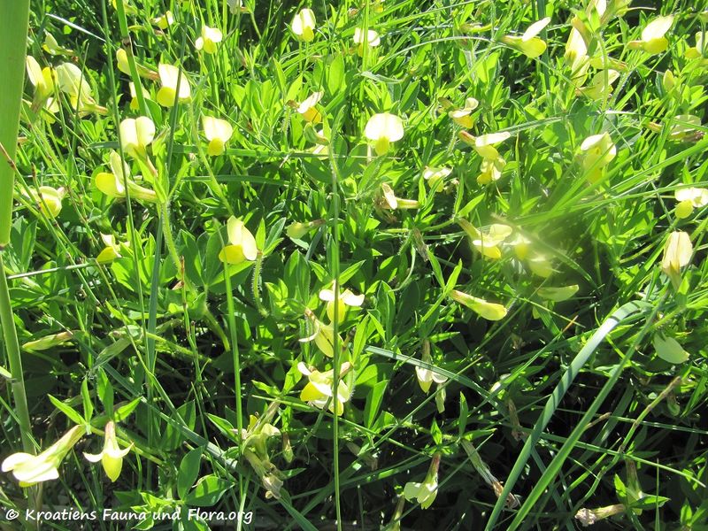 Datei:Lotus maritimus Linné, 1753 Ždrij 170510 7497.jpg