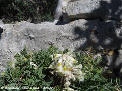 Vidikovac Kamenjak 03/2019