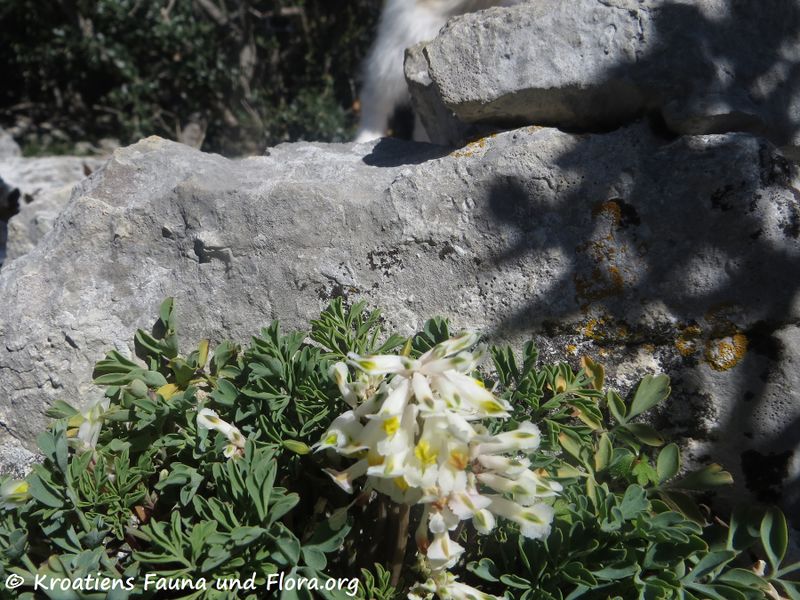 Datei:Pseudofumaria alba subsp. acaulis (Wulfen) Lidén, 1986190322 0394.jpg