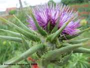 Mariendistel, obicni oslobod. Fundort: Vrana 05/2016, * Heilpflanze:, Gefährdete Pflanze